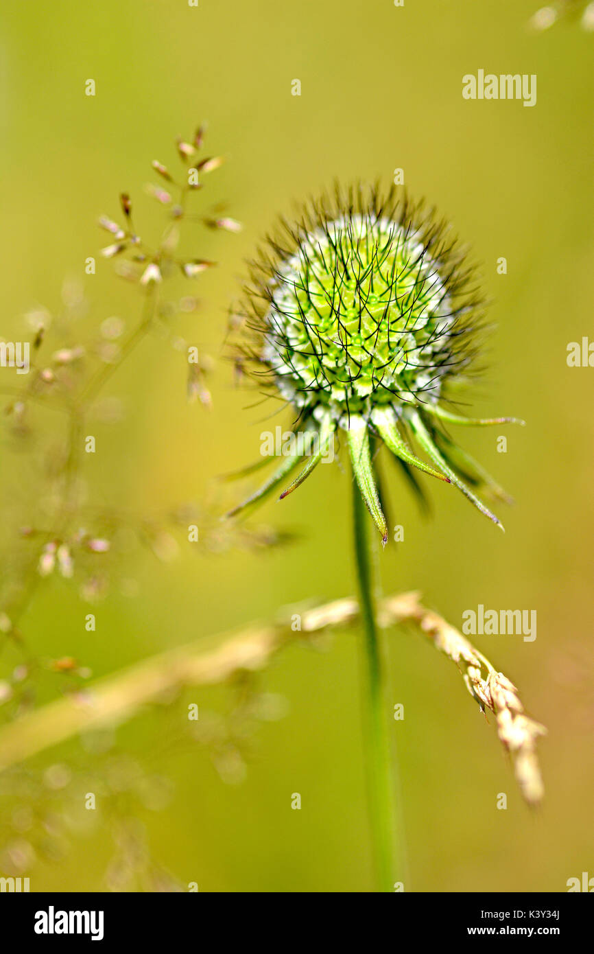 Seed Head - Swiss Alps - Wildflower Seeds - Mt. Titlus Switzerland Stock Photo