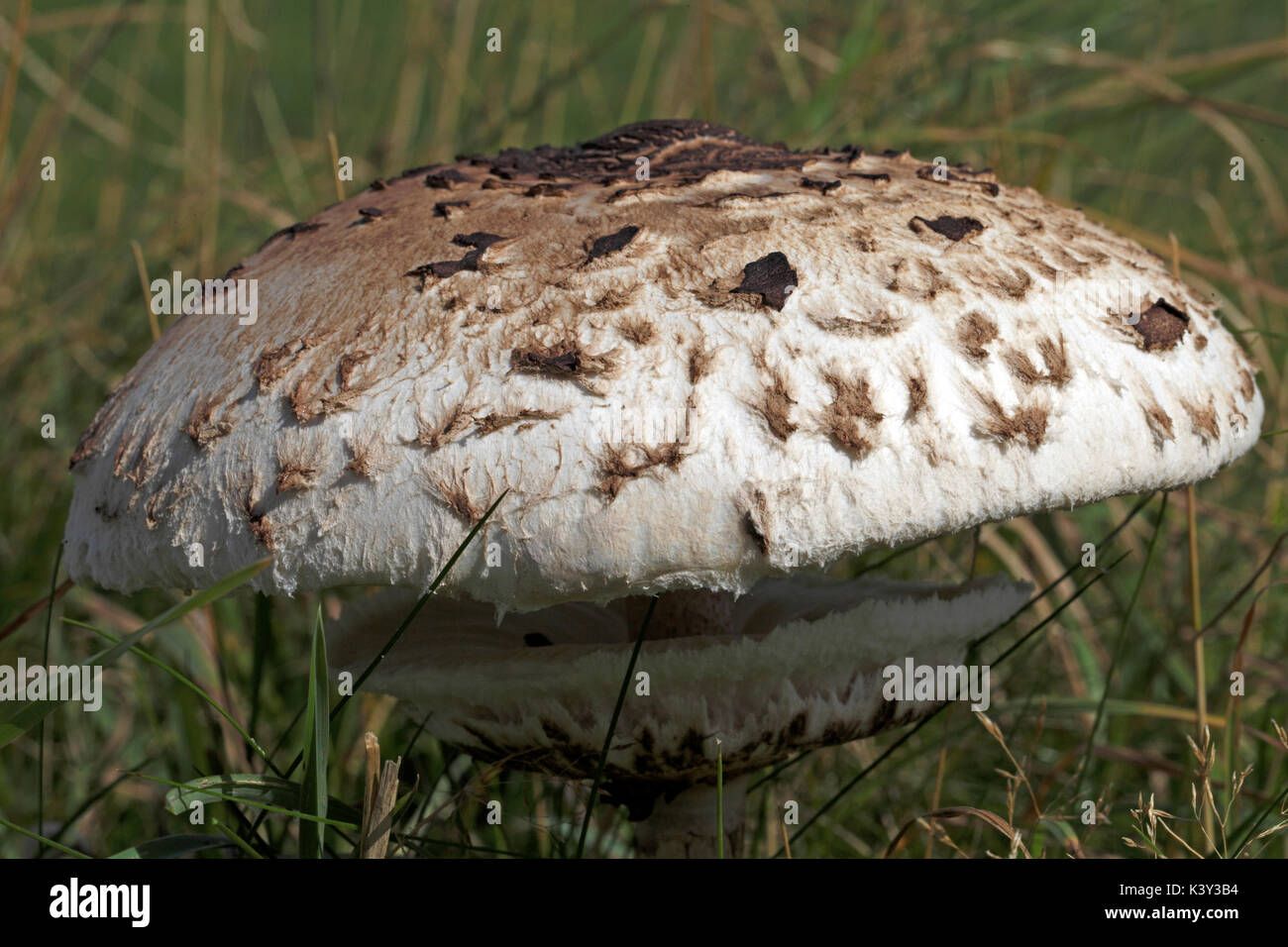 Shaggy parasol mushroom with white gills, macrolepiota rhacodes Stock Photo