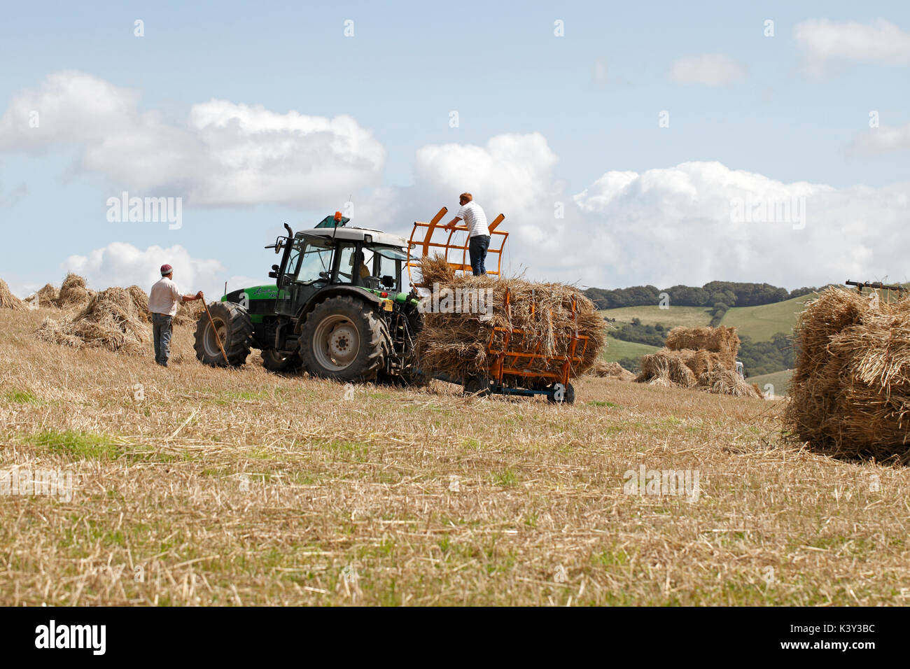Harvesting thatch material. Thatcher's reed. Combed wheat reed as used by West country thatchers. Dorset. Stock Photo