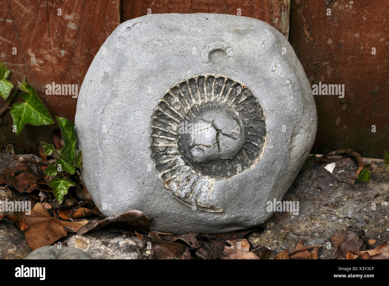 Jurassic coast fossil hires stock photography and images Alamy