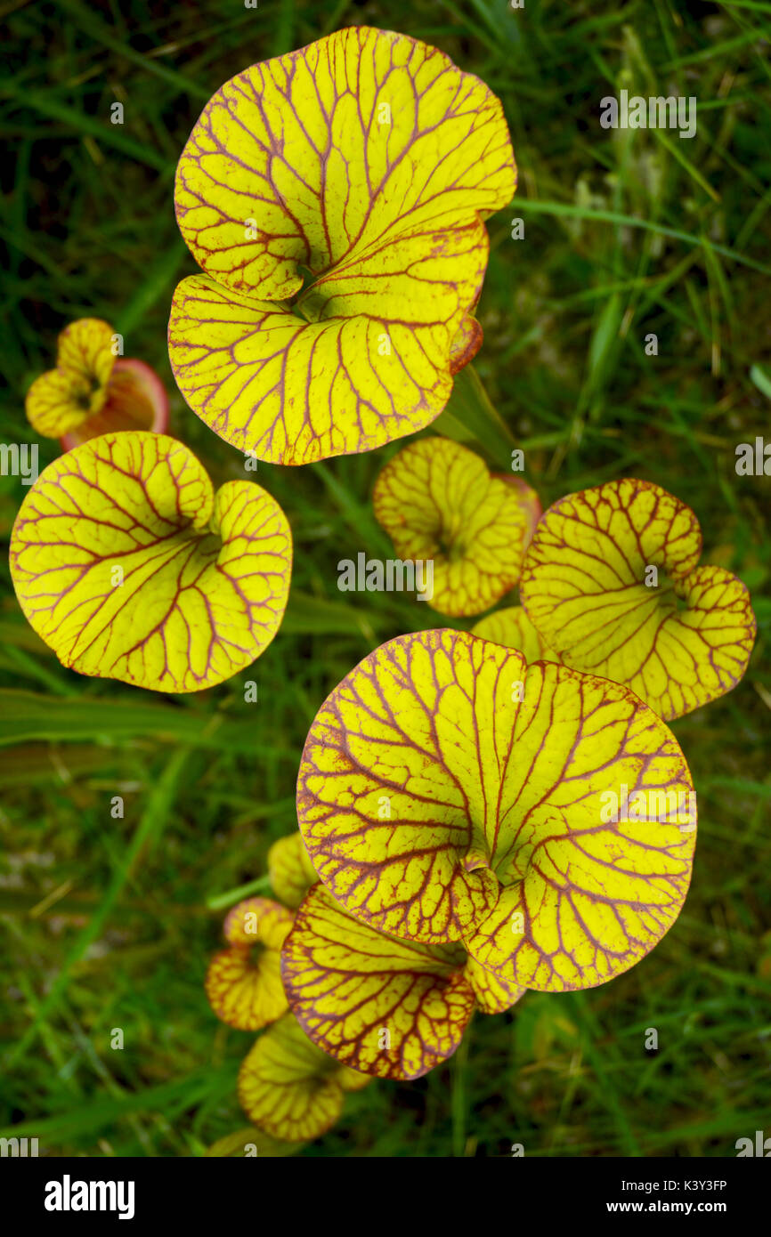 Ornate pitcher plants (Sarracenia flava var. ornata) growing in a north florida bog. Stock Photo