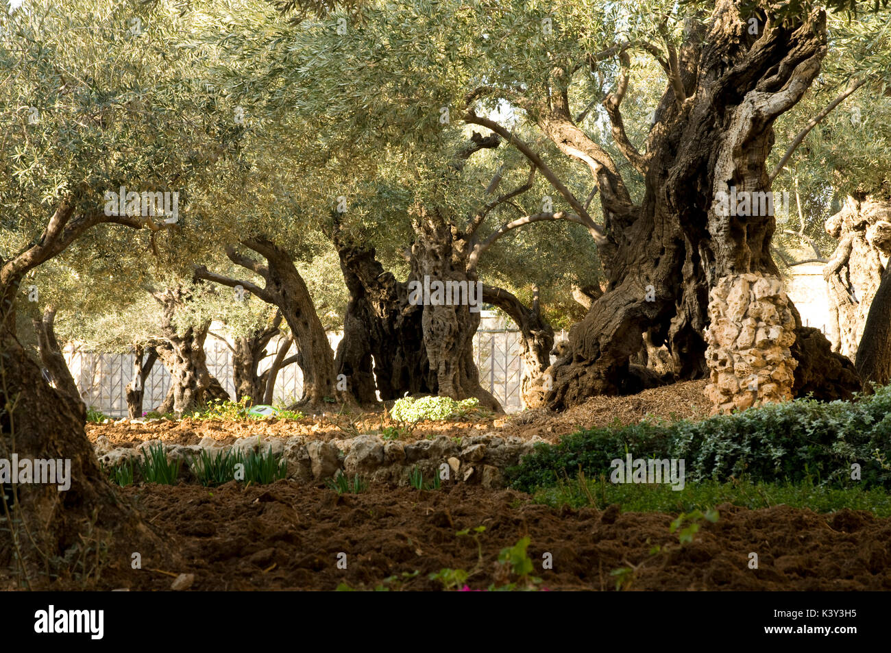 Ancient olive trees Stock Photo - Alamy