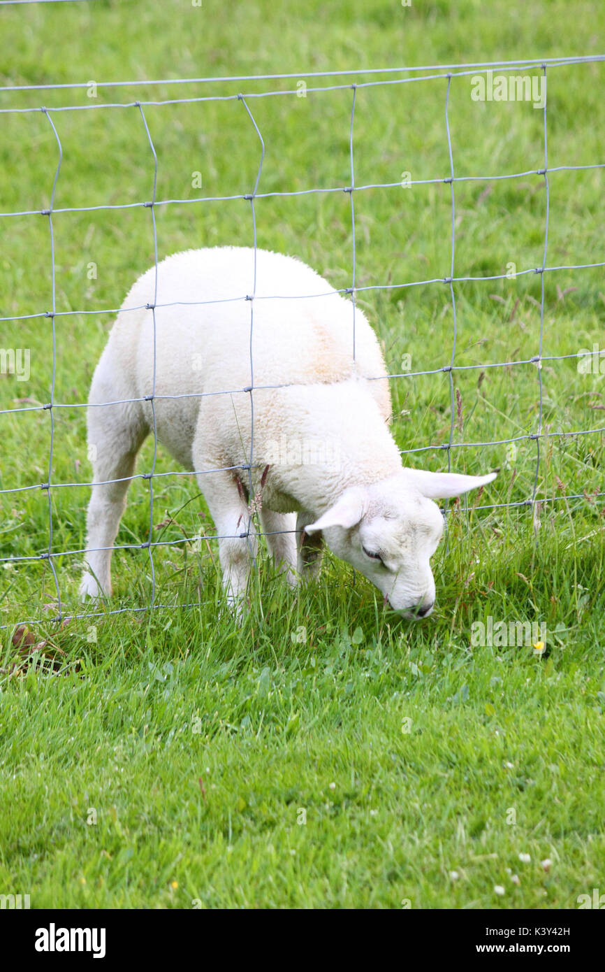 A sheep eating grass through a fence : 'The grass is always greener on the other side' Stock Photo