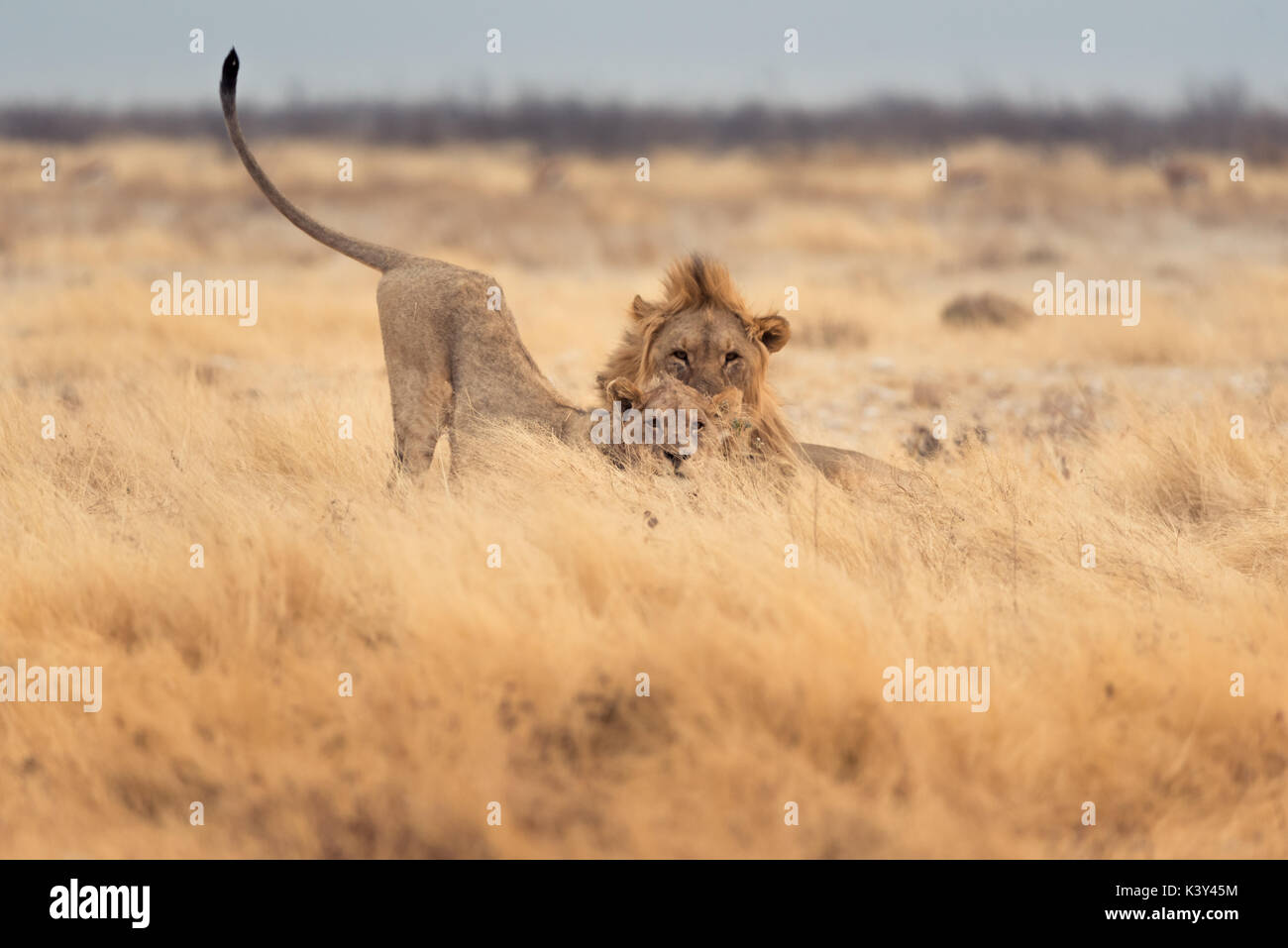 African Lions Stock Photo