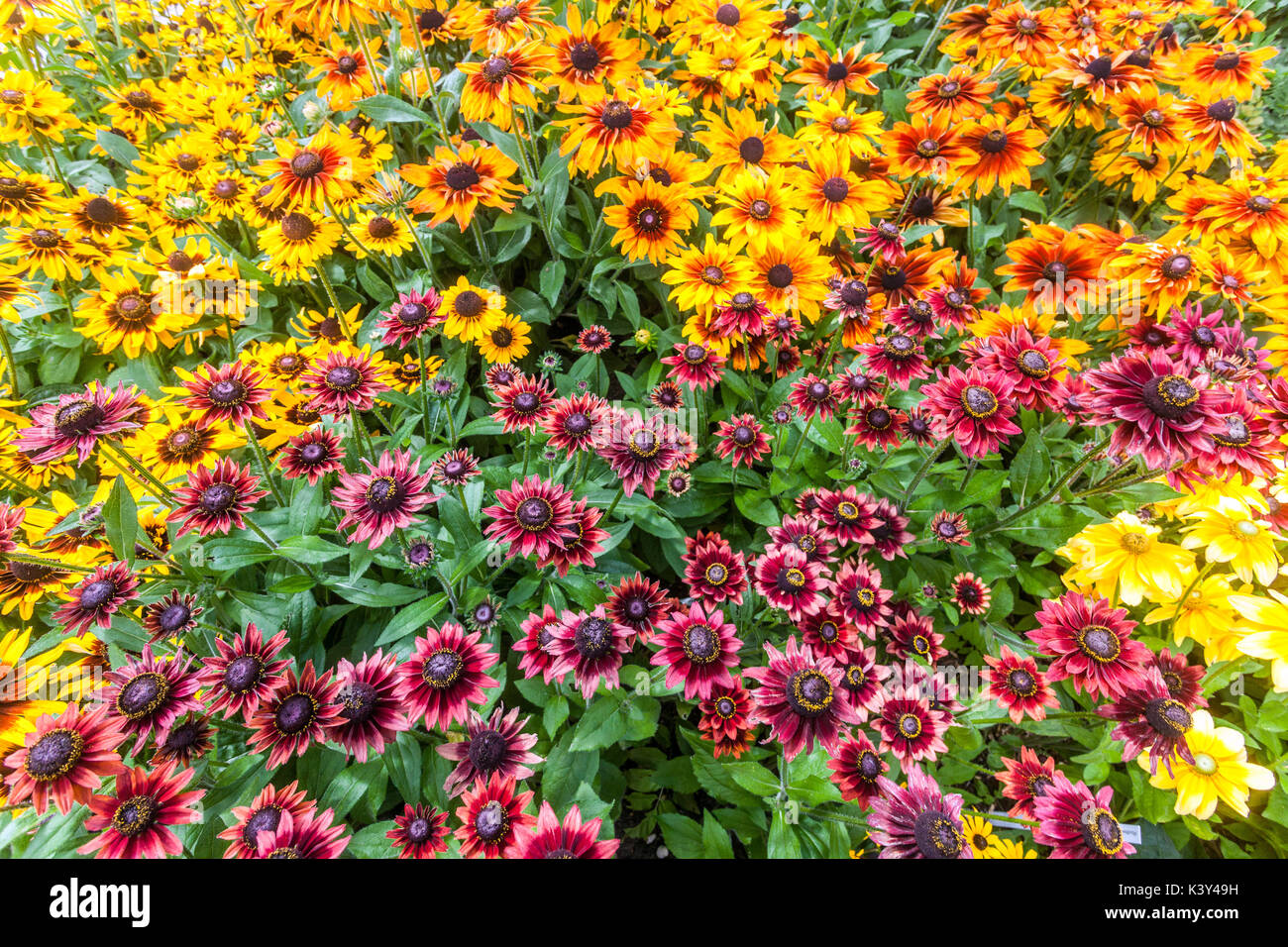 Red Rudbeckia Cherry Brandy flowers and others Rudbeckias, Summer garden  flowerbed Black-Eyed Susan Stock Photo - Alamy