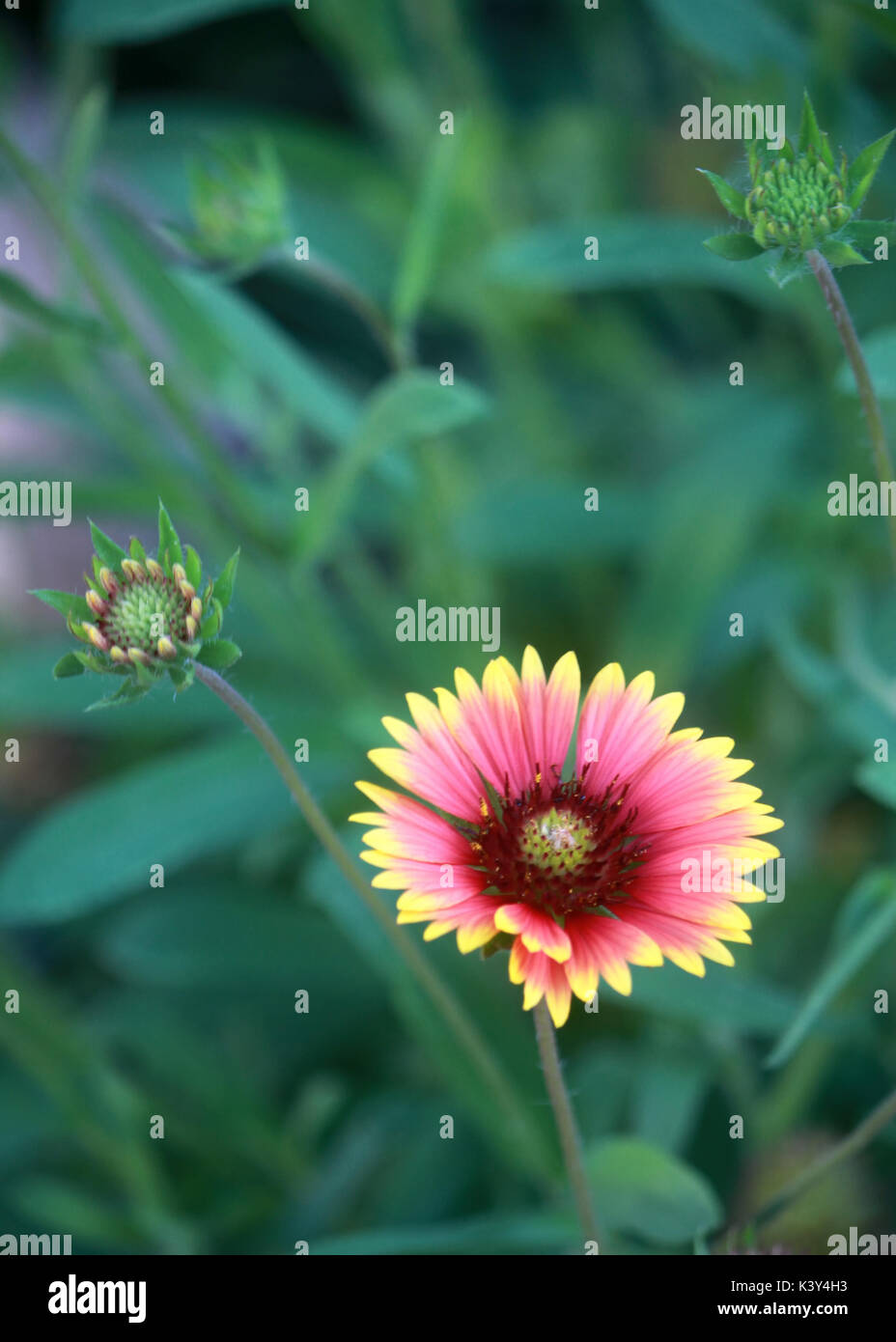 A single Gaillardia or blanket flower bloom shines in the midst of the green leaves. Stock Photo