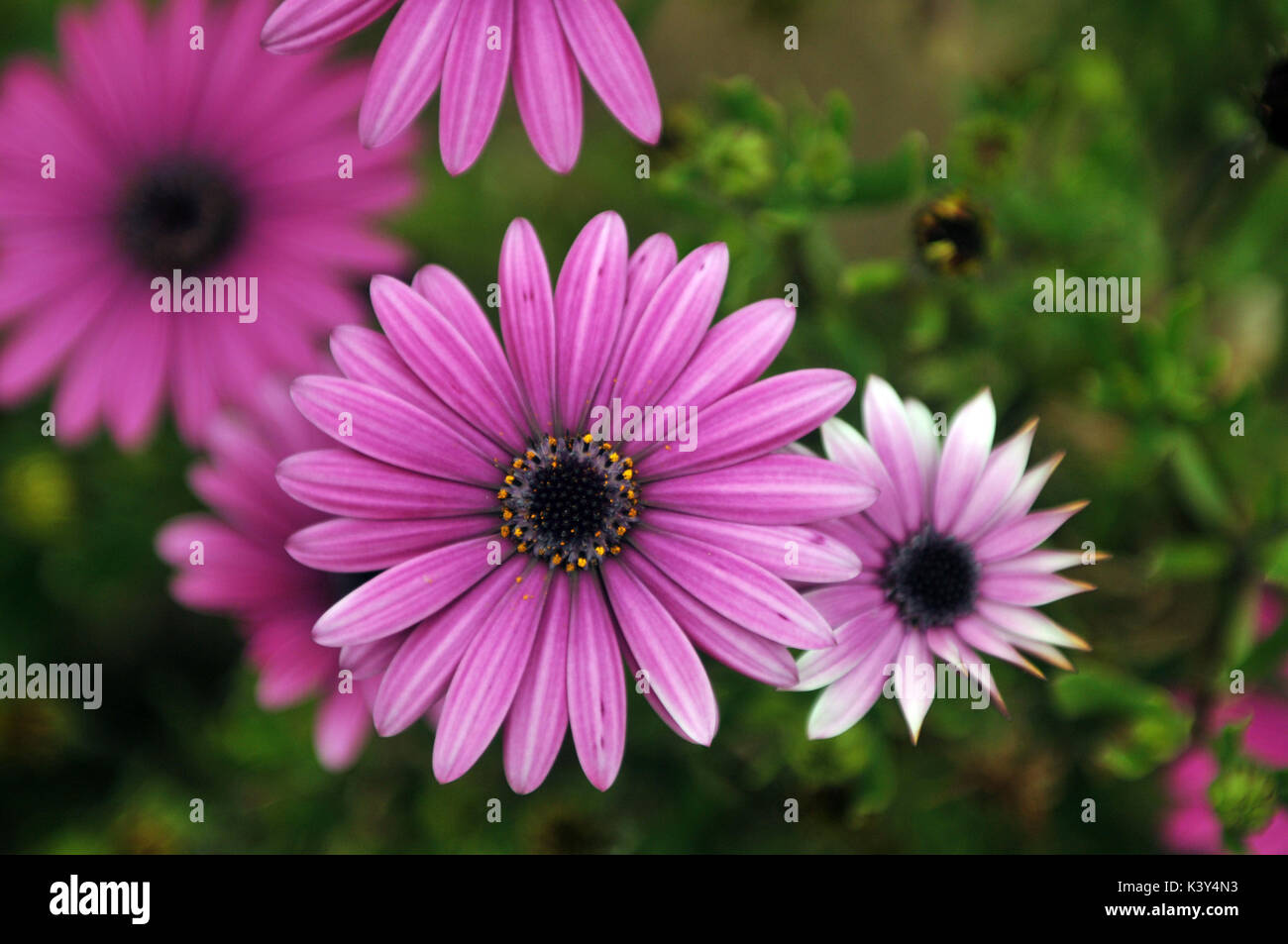 Beautiful gerbera daisies daisy in flower bloom garden showing petals and stalks including