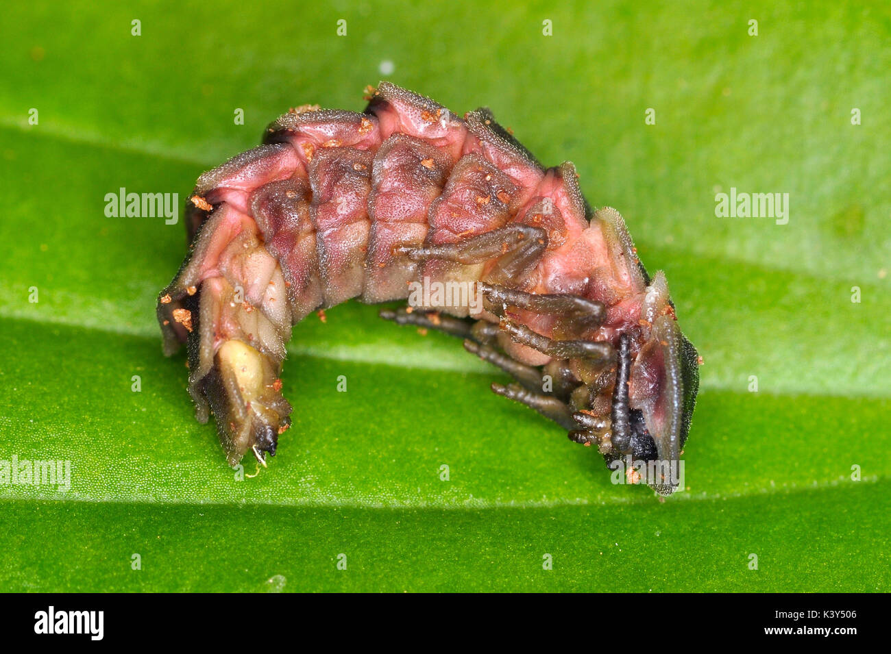 Glow Worm (Lampyris Noctiluca) pupae Stock Photo