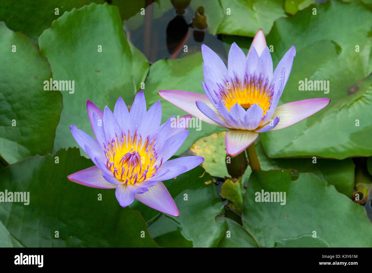 water lilies at the water garden, park, museum of Latour-Marliac at le Temple-Sur-Lot France Stock Photo