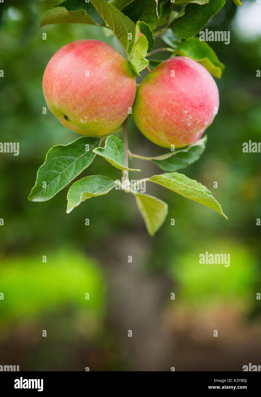 Wolfville nova scotia hires stock photography and images Alamy