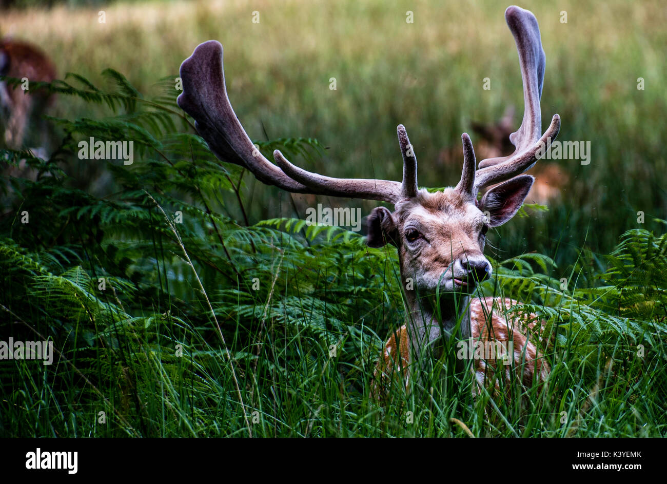 A deer looking up in the new forest deer reserve Stock Photo