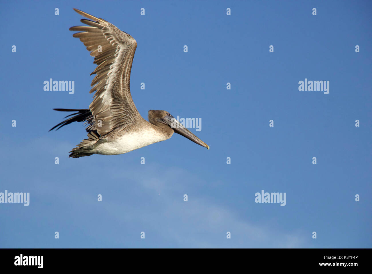 A pelican in flight at Bahia Honda State Park in Florida Stock Photo