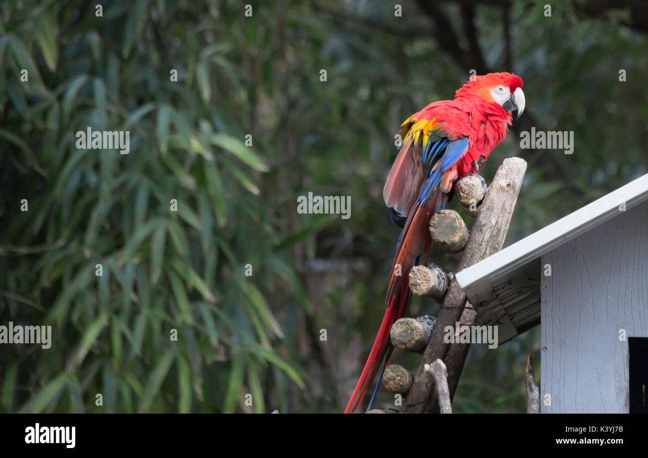 Visual Reference: Single Vivid Scarlet Hi Res Stock Photography And Images