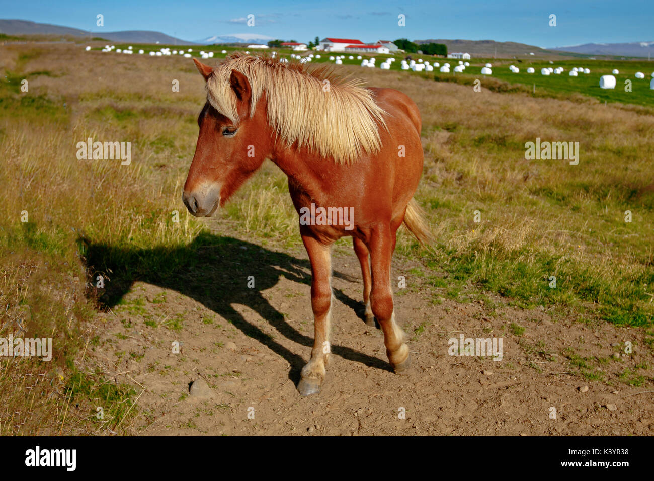 Icelandic horse [Equus ferus caballus]. Iceland. Stock Photo