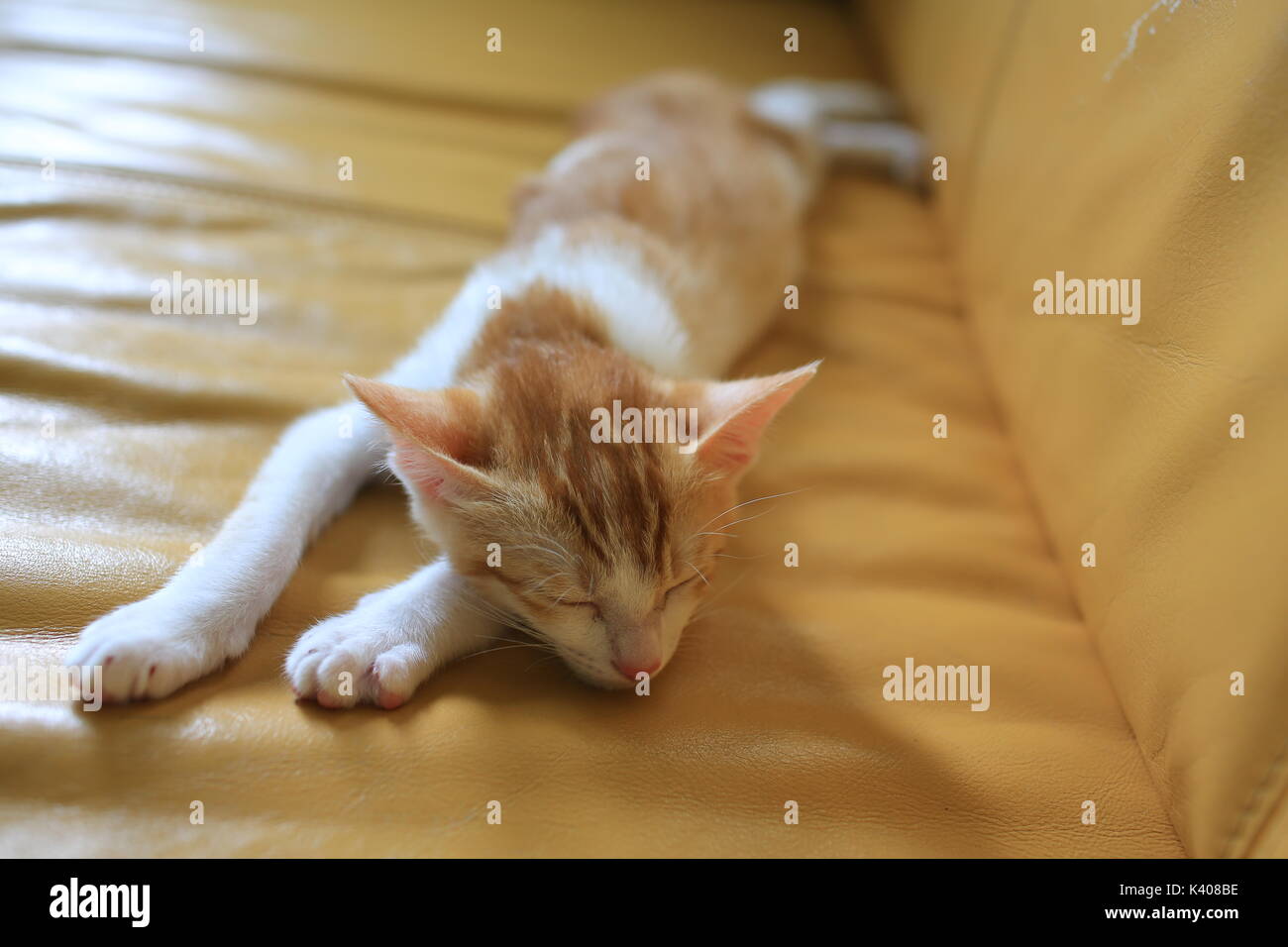 ginger white cat sleep on sofa Stock Photo Alamy