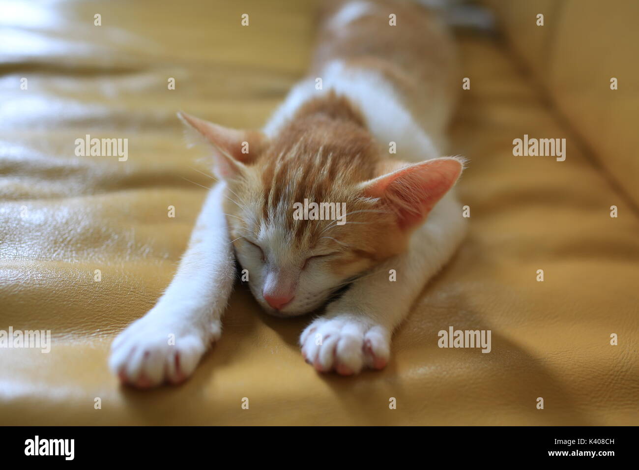 ginger white cat sleep on sofa Stock Photo Alamy