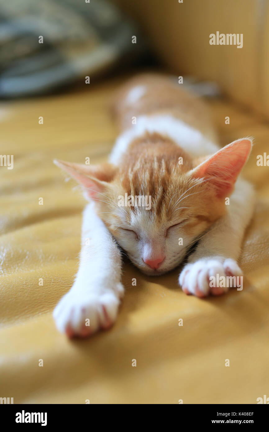 ginger white cat sleep on sofa like superman Stock Photo