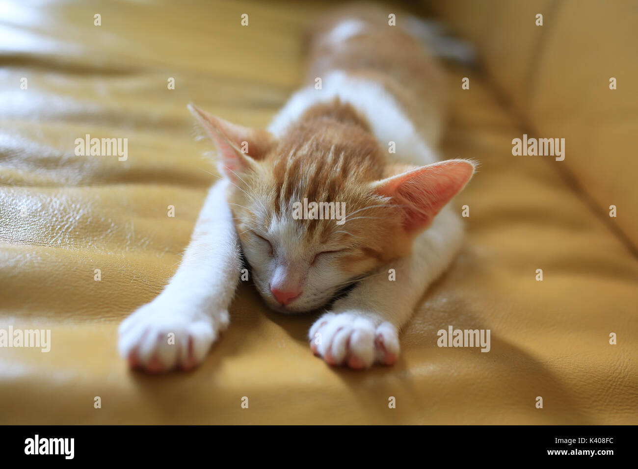 ginger white cat sleep on sofa like superman Stock Photo