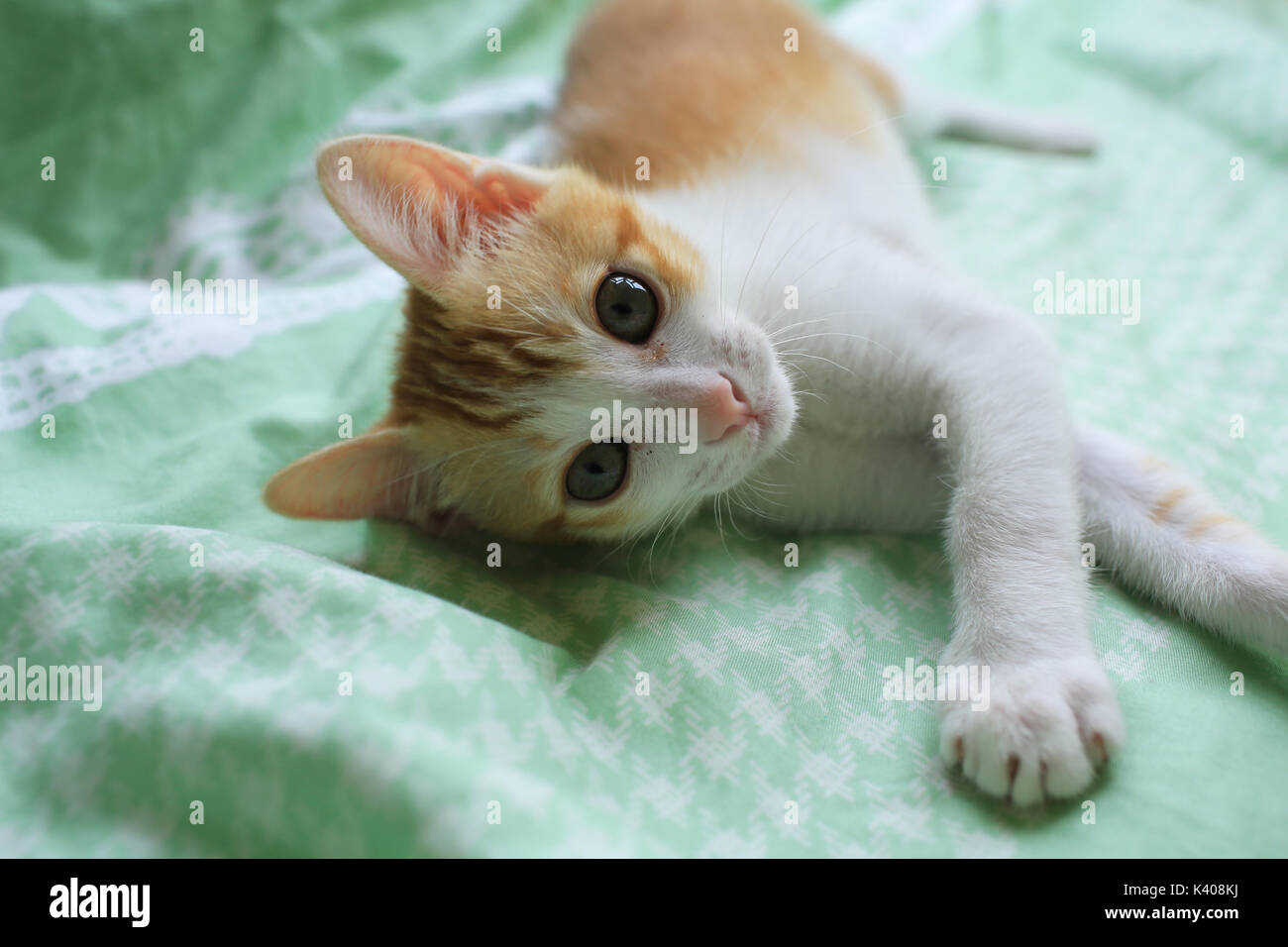 small cat wake up Stock Photo