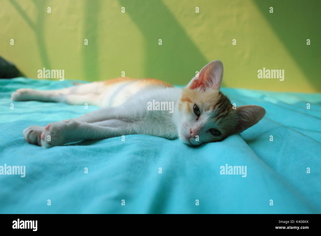 small cat wake up Stock Photo