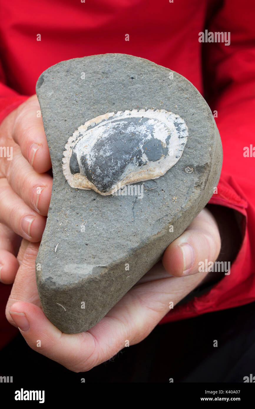 Fossils at Moolack Beach, Newport, Oregon Stock Photo Alamy