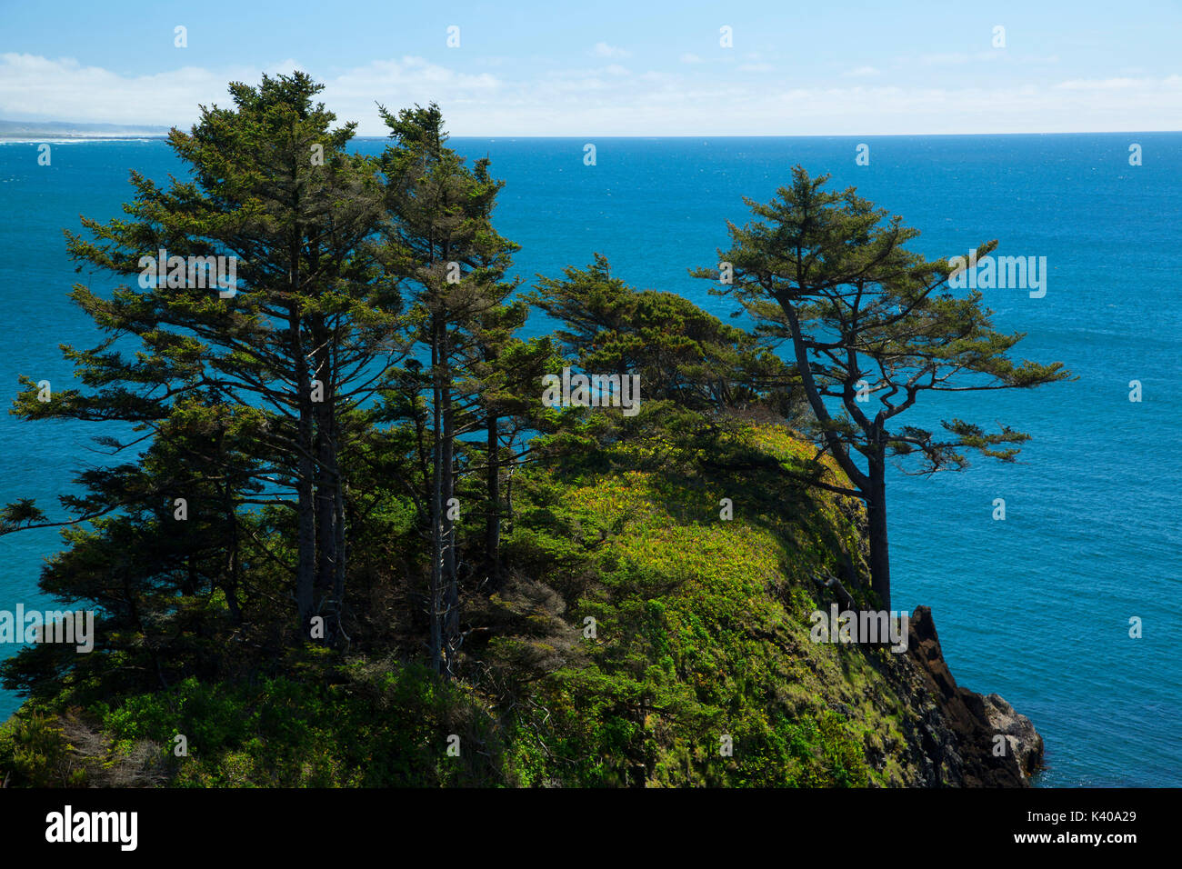 Sitka spruce (Picea sitchensis) near Quarry Cove, Yaquina Head