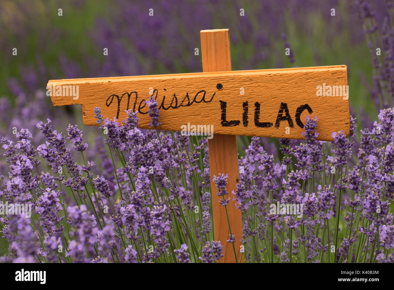 Melissa Lilac lavender, Wayward Winds Lavender, Yamhill County, Oregon