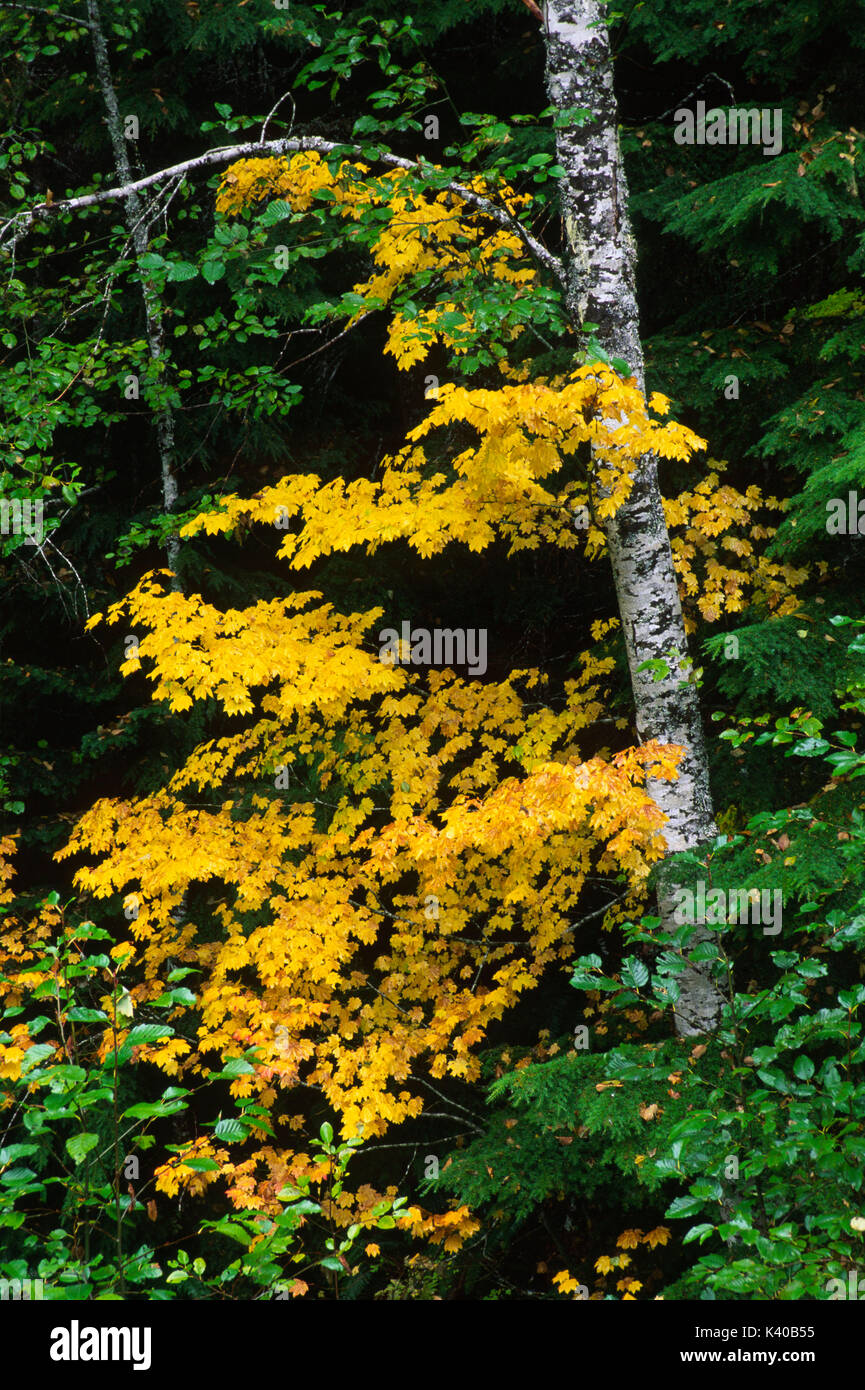 Autumn vine maple, Gifford Pinchot National Forest, Washington Stock Photo Alamy
