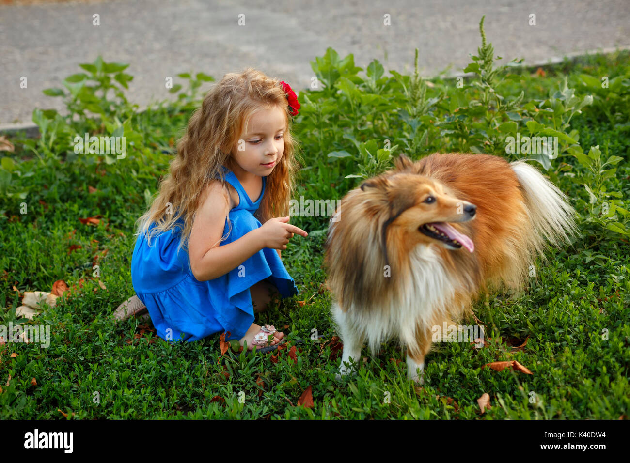 Cute little girl with a dog Sheltie breed. Best friends forever. Dog