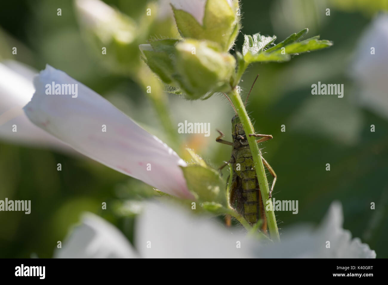 Grasshopper and white flowers. Stock Photo