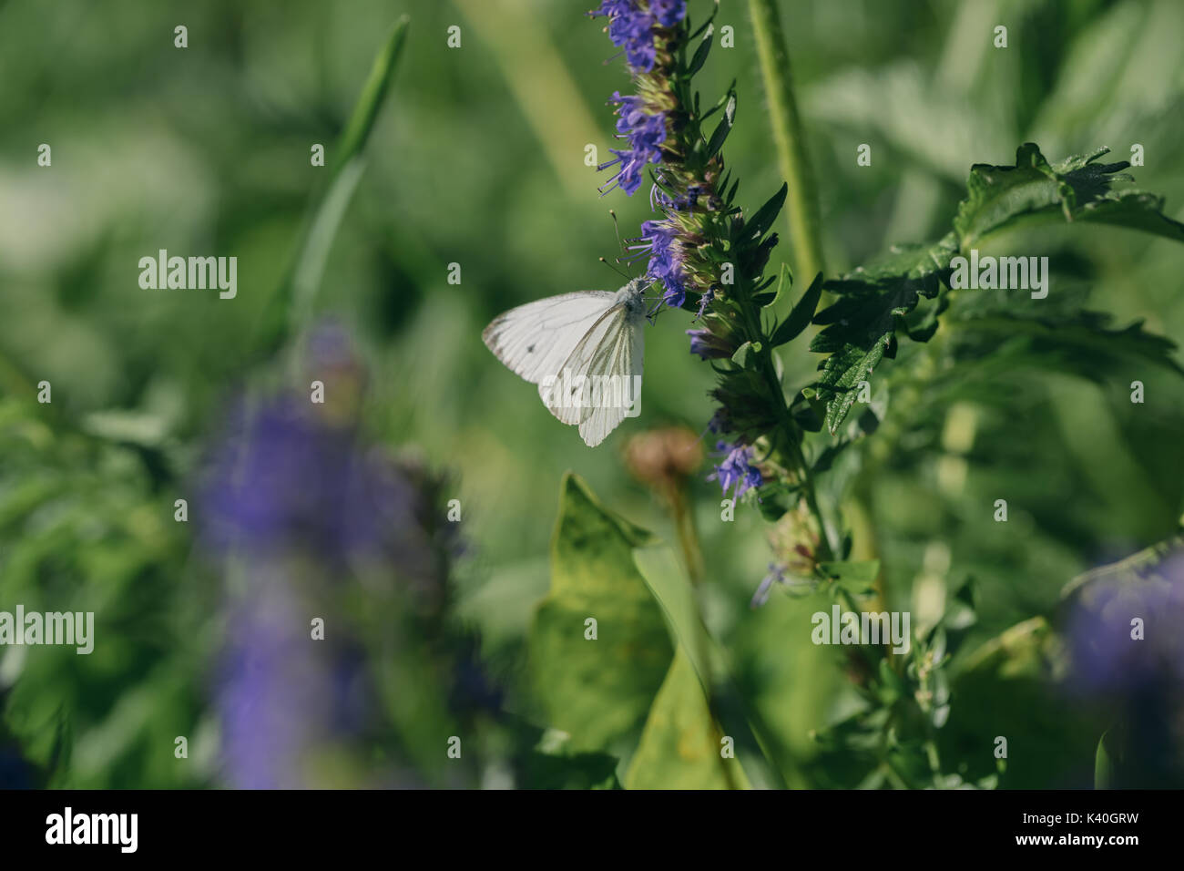 Female european large cabbage and white butterfly feeding on a flower. Stock Photo