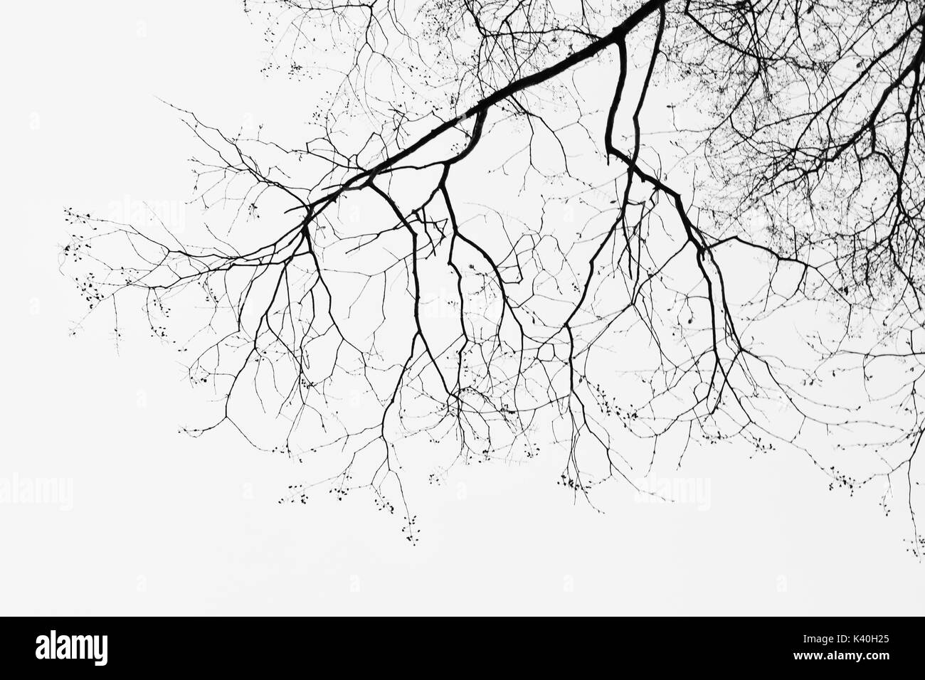 Under tree silhouette non leaf on white background Stock Photo Alamy