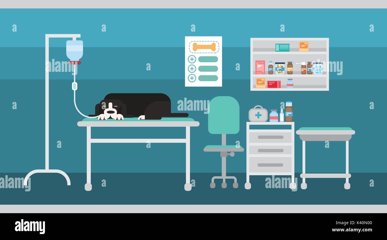 Dog In Vet Clinic Of Veterinary Assistance Medical Hospital Interior