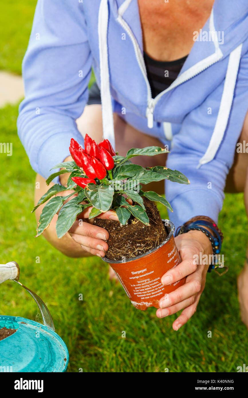 Garden works. Planting red peppers in a watering can. Stock Photo
