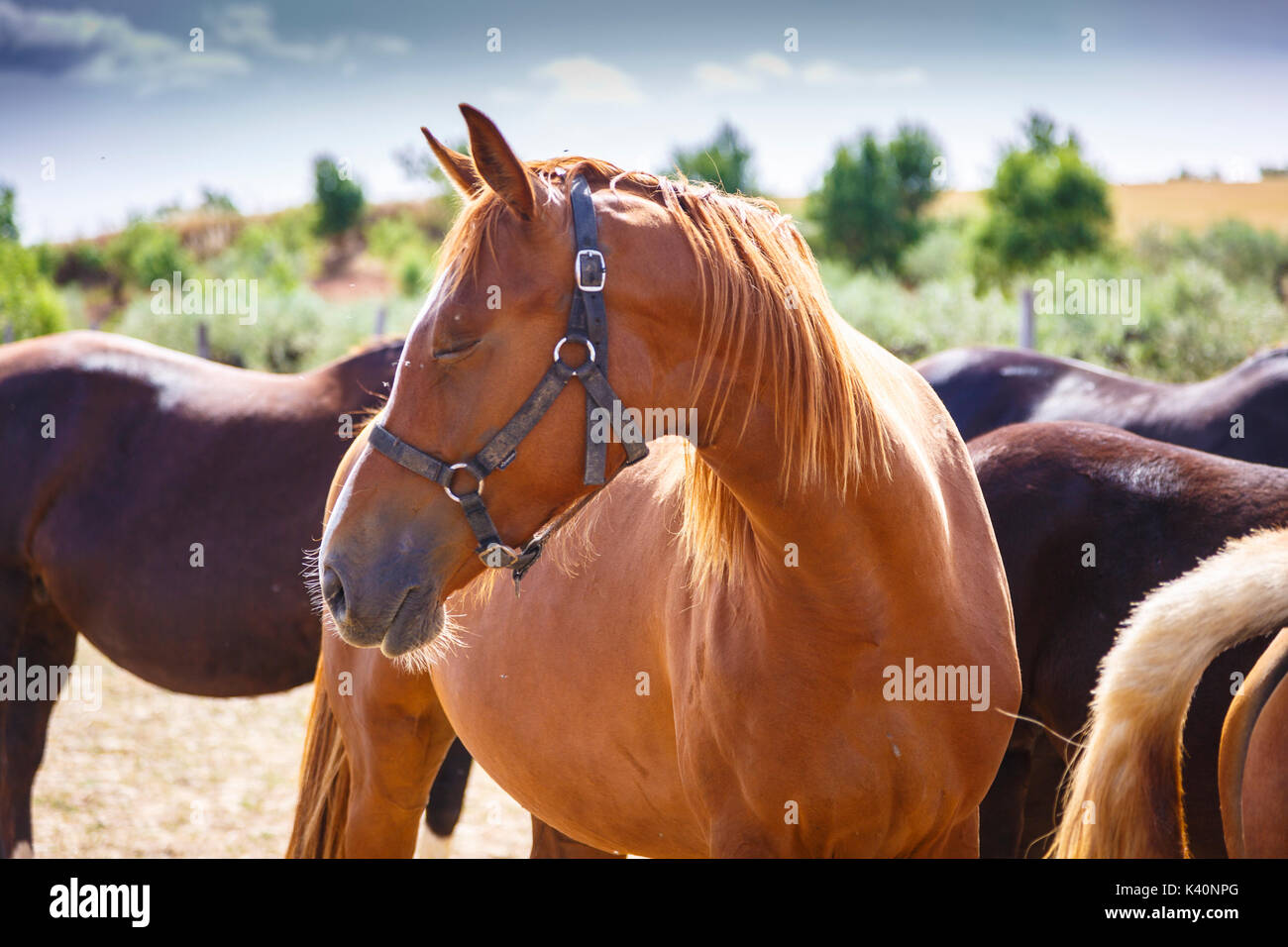 Horses on a farm. Dicastillo. Tierra Estella, Navarre. Spain, Europe. Stock Photo