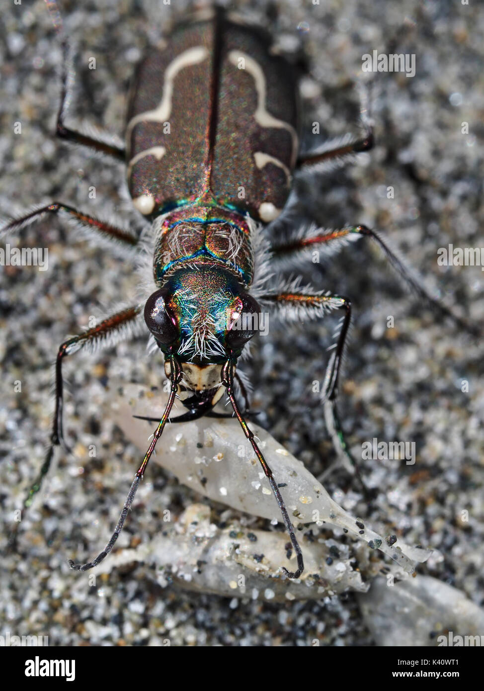 Hairy-necked tiger beetle (Cicindela hirticollis) at a sandy beach in Western WA, USA Stock Photo