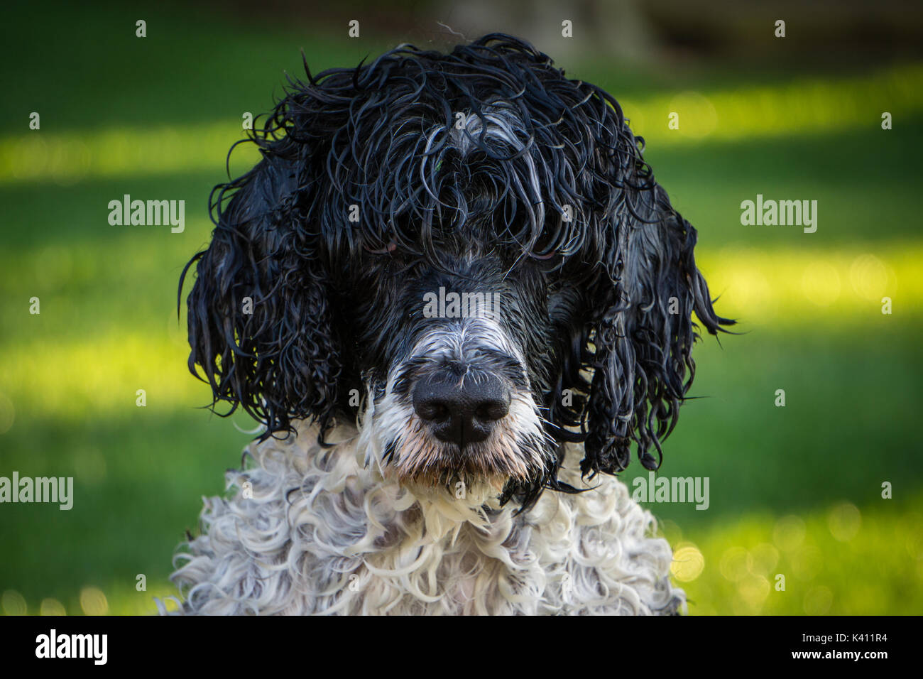 Portuguese Water Dog Stock Photo