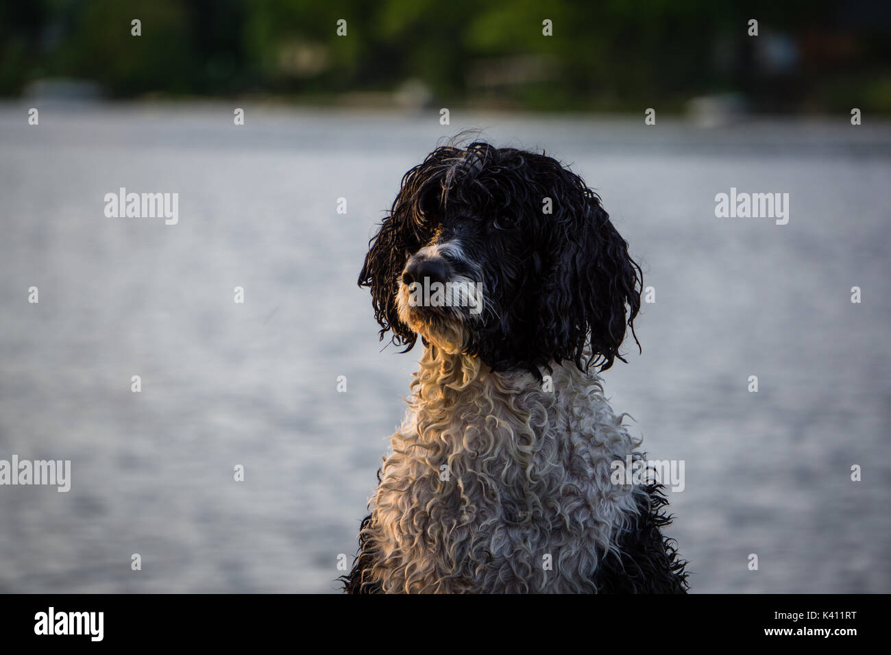 A portuguese water dog smiles for a portrait in front of a lake. Stock Photo