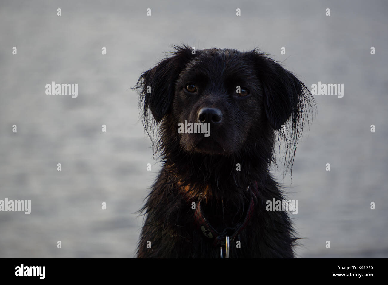 A mixed breed black dog stares at the camera in front of a lake. Stock Photo