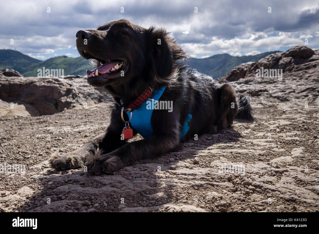 A mixed breed black dog on a hike in Golden, Colorado Stock Photo