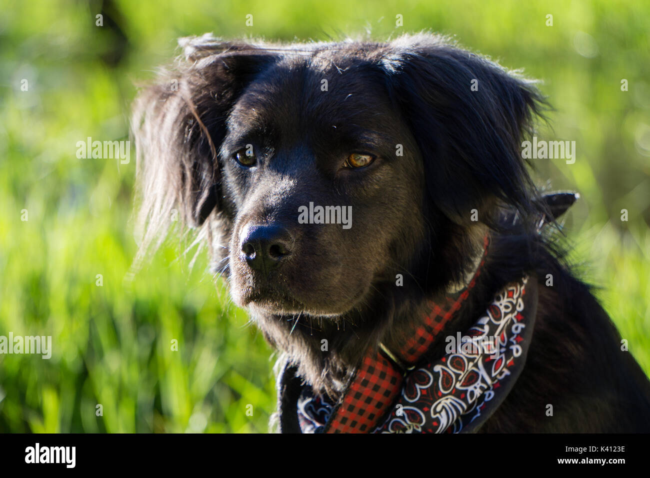 Black dog staring at something in the distance while outside on a walk. Stock Photo