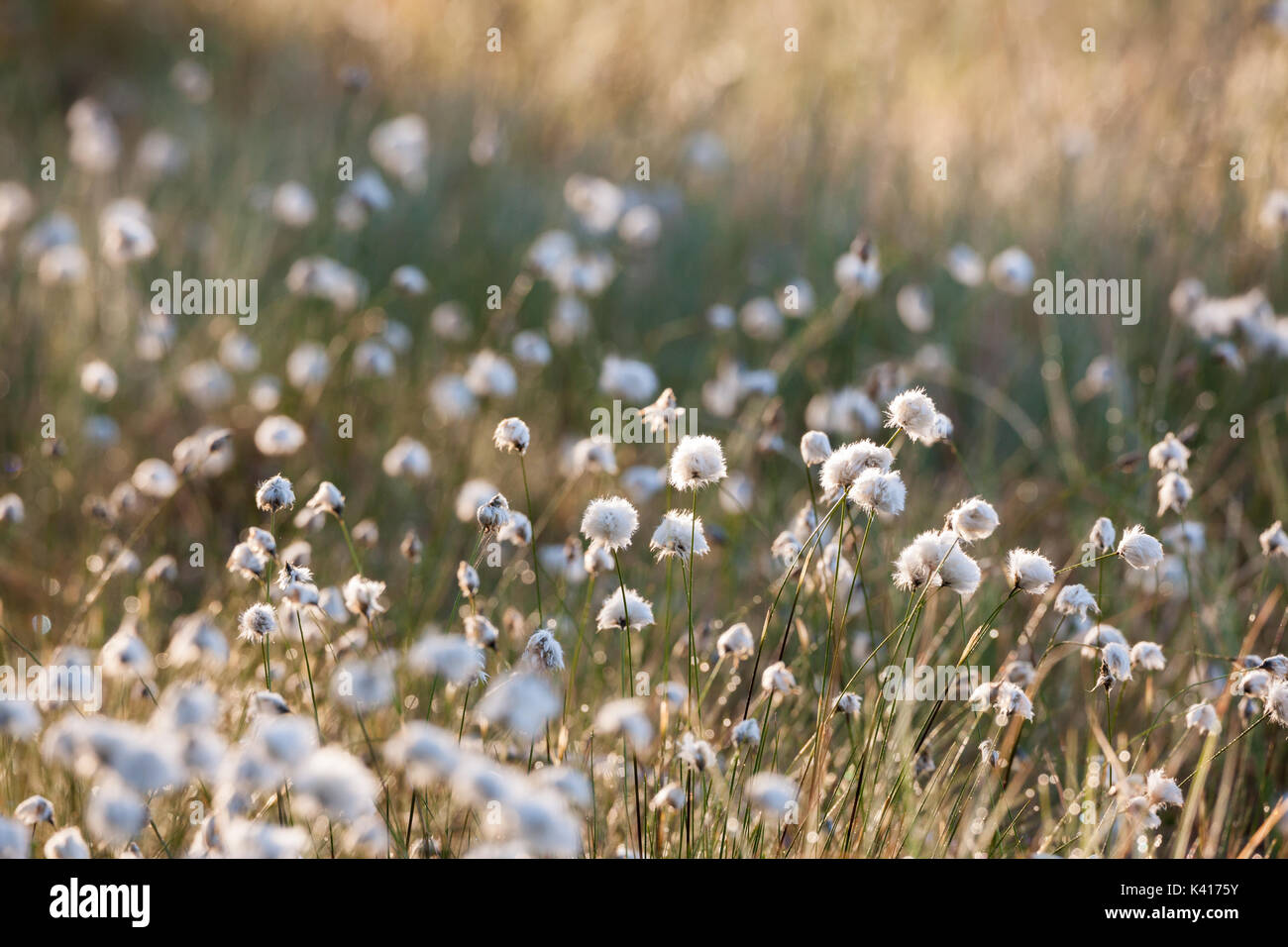 Cotton grass bloom hi-res stock photography and images - Alamy