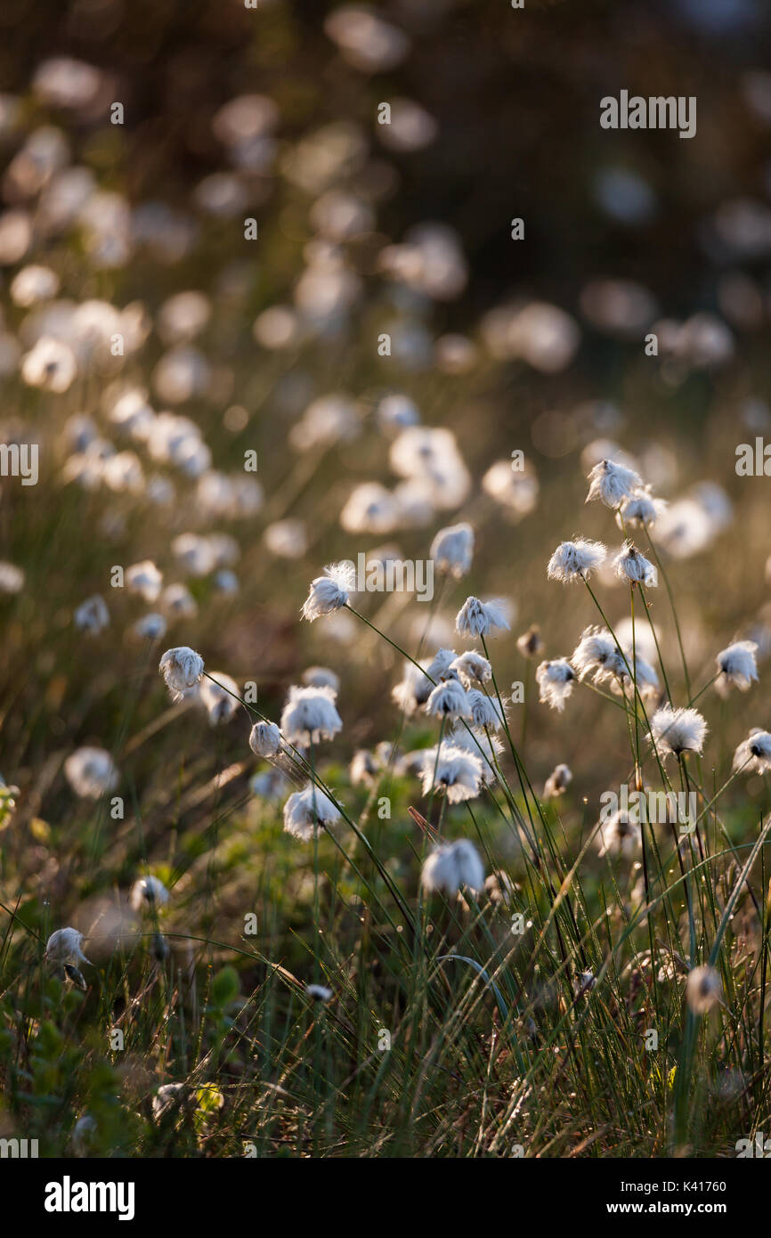 Cotton grass at sunlight Stock Photo