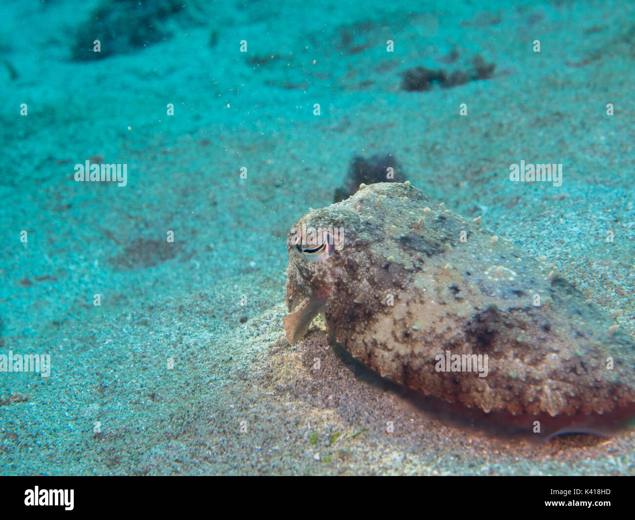 squid on the sand, Philippines Stock Photo - Alamy