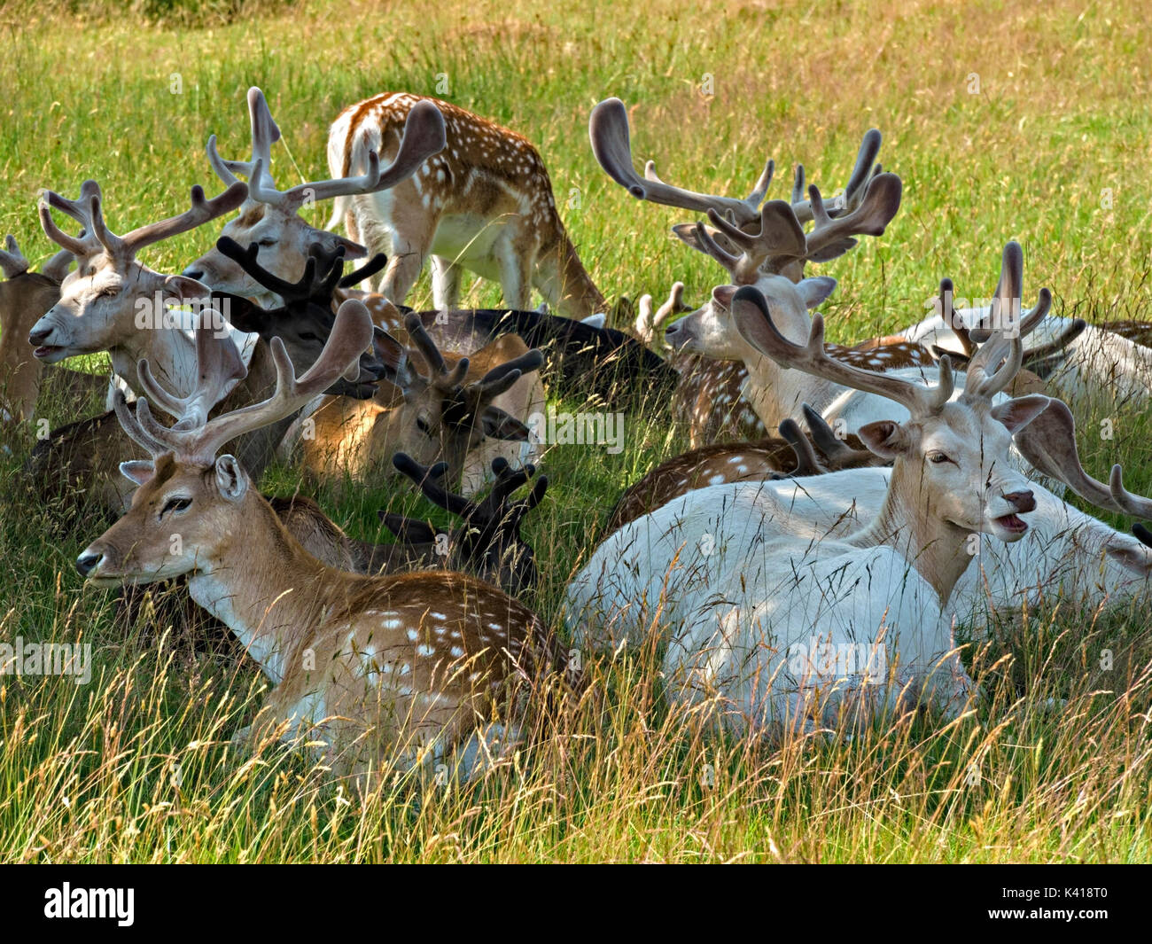 Herd of young Fallow Deer Bucks (Dama Dama) lying down in shade with velvet antlers, Bradgate Park, Leicestershire, England, UK Stock Photo