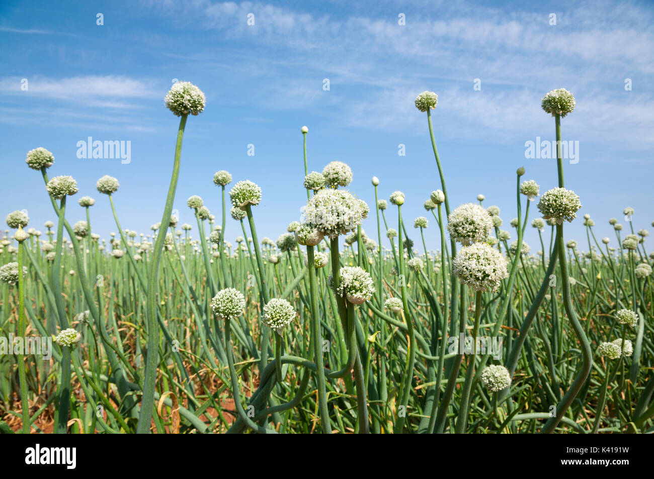Straw spring onion flower hi-res stock photography and images - Alamy