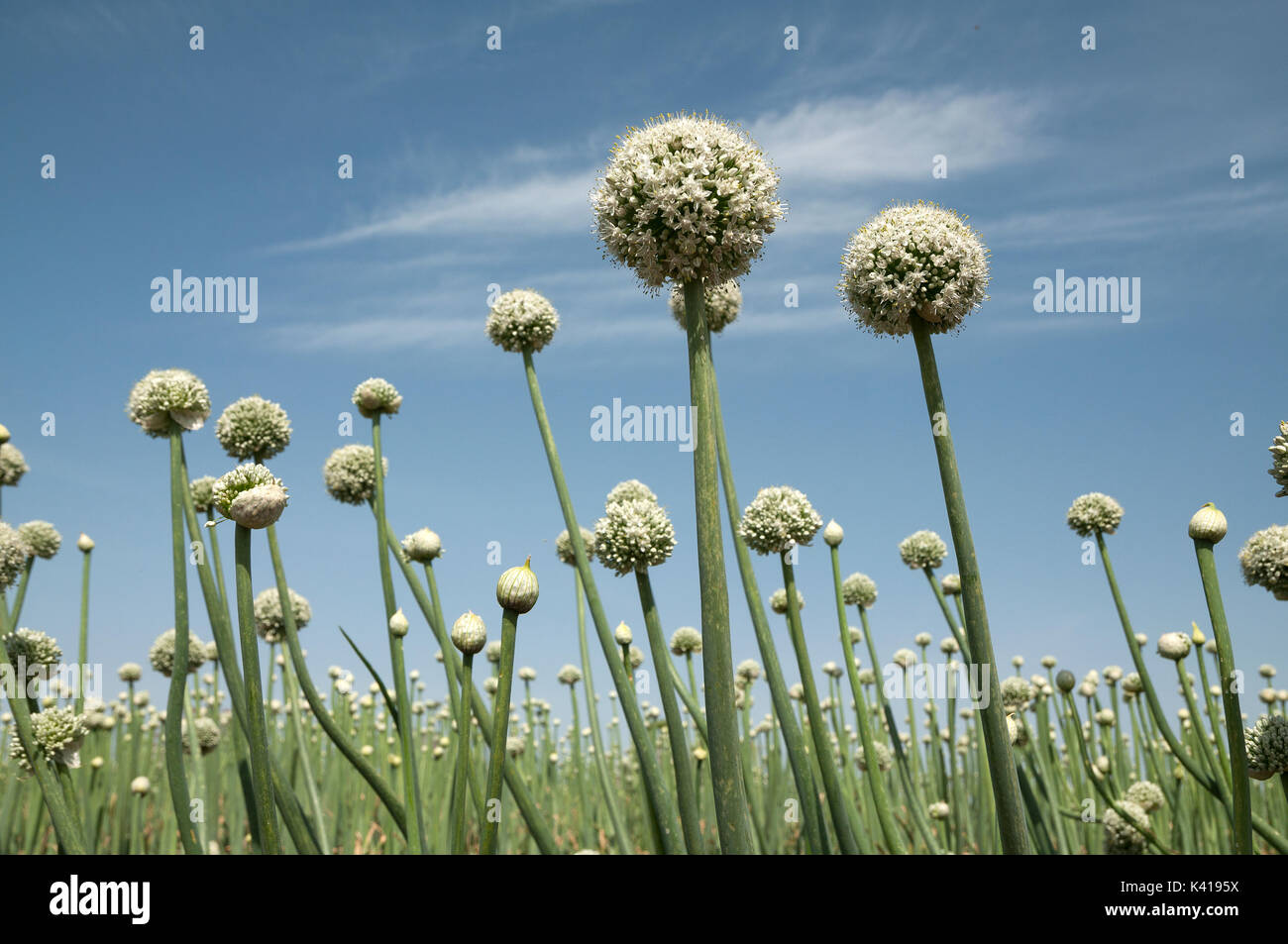 Straw spring onion flower hi-res stock photography and images - Alamy