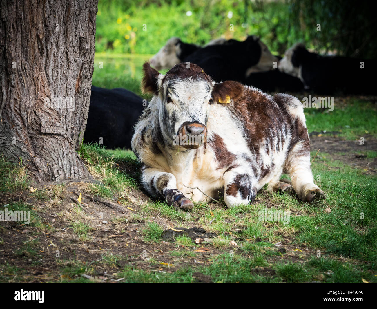 Cambridge Cow - a cow relaxes in the shade of a tree on the Backs, an area of grassland, in the City Centre of Cambridge UK Stock Photo