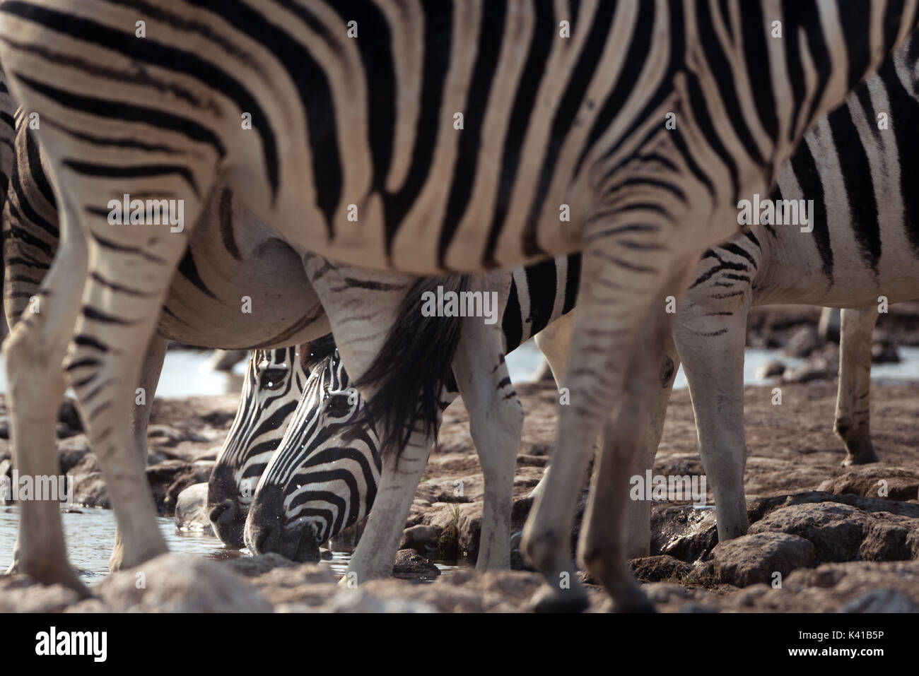 Namibias national animal hi-res stock photography and images - Alamy