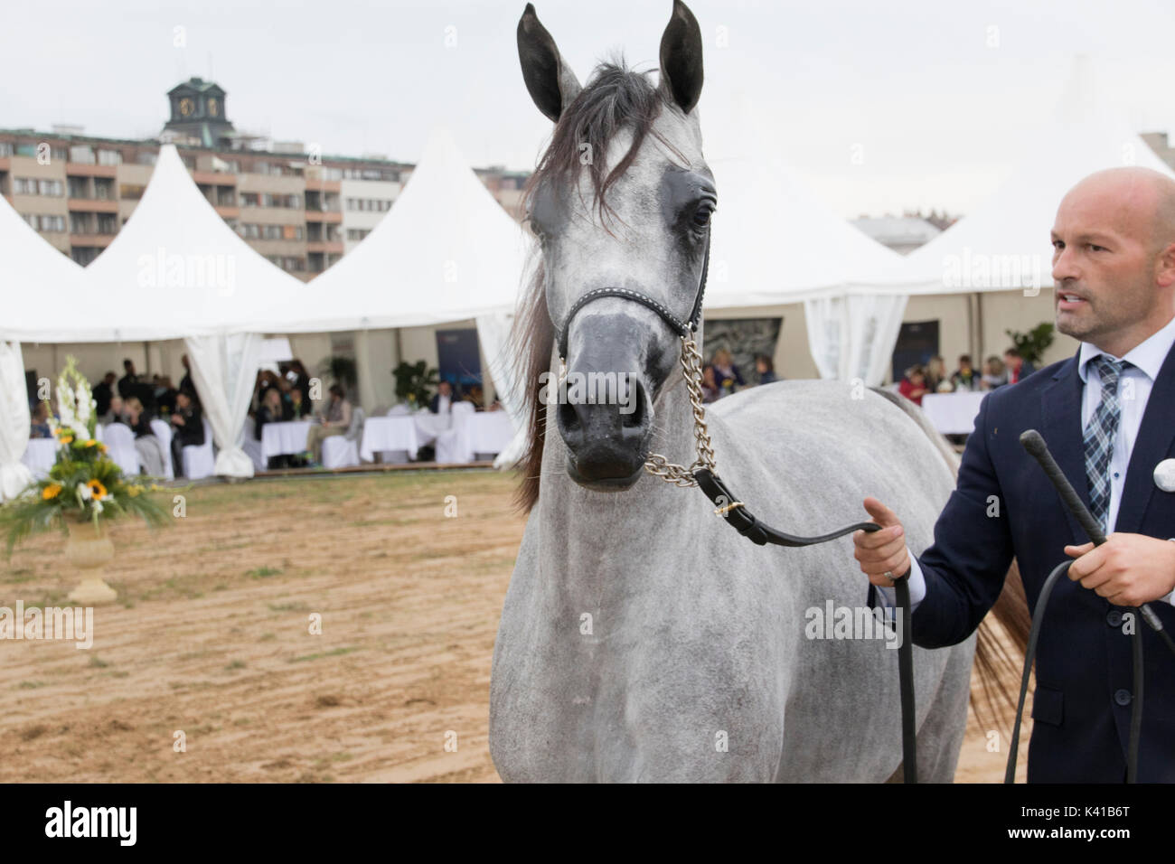 Arabian Horse and handler at Prague Intercup International Arabian